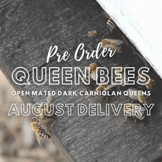 Pre-order for 2024: Open Mated Dark Carniolan Queen - 23rd August Delivery