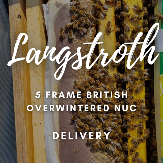 5 Frame Overwintered Nuc - Langstroth Delivery