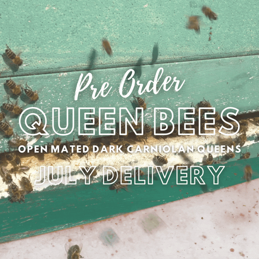 Pre-order for 2024: Open Mated Dark Carniolan Queen - 19th July Despatch