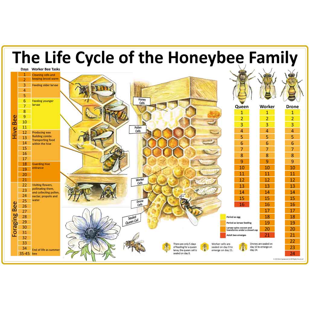 queen honey bee life cycle