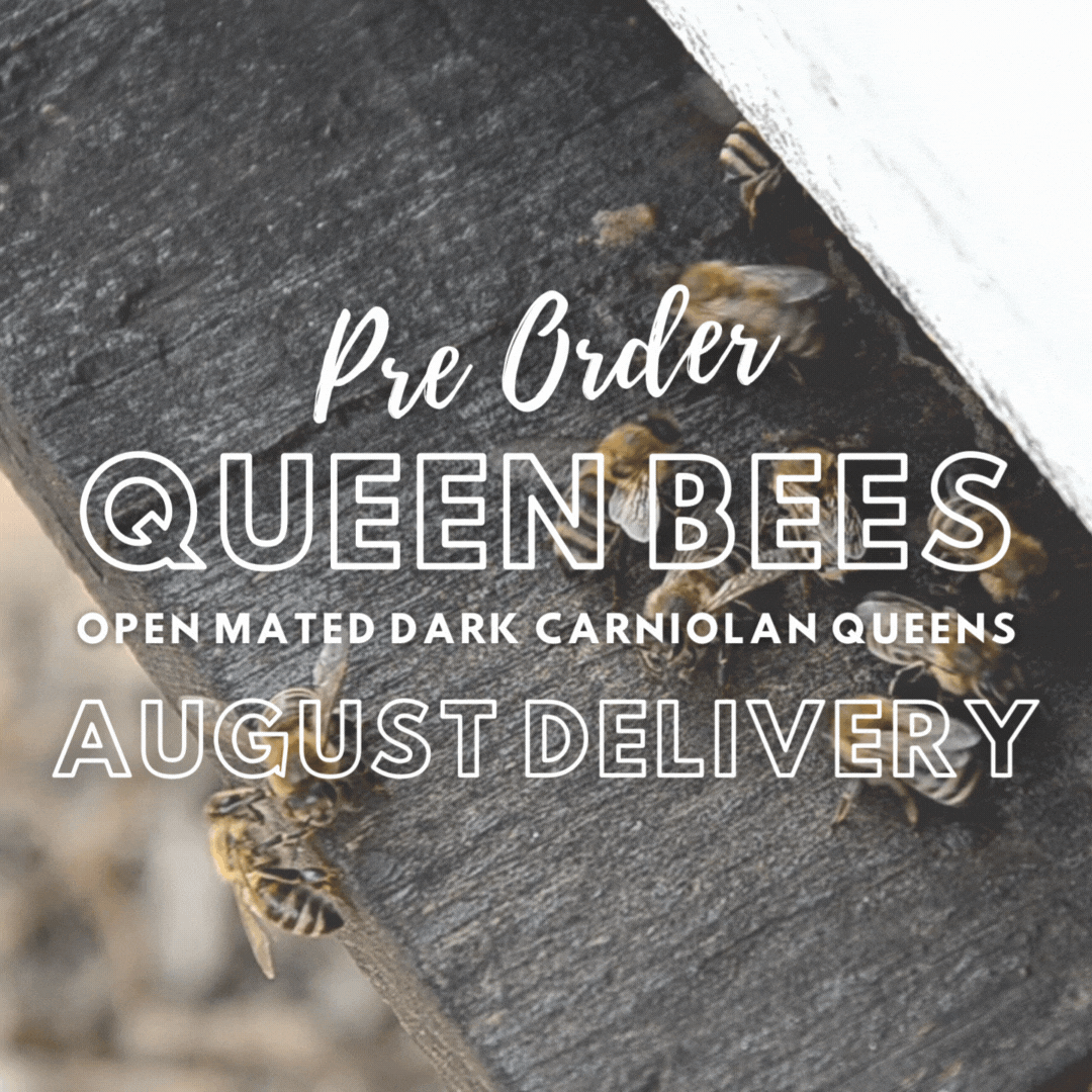Pre-order for 2024: Open Mated Dark Carniolan Queen - August Delivery
