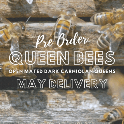 Pre-order for 2024: Open Mated Dark Carniolan Queen - May Delivery