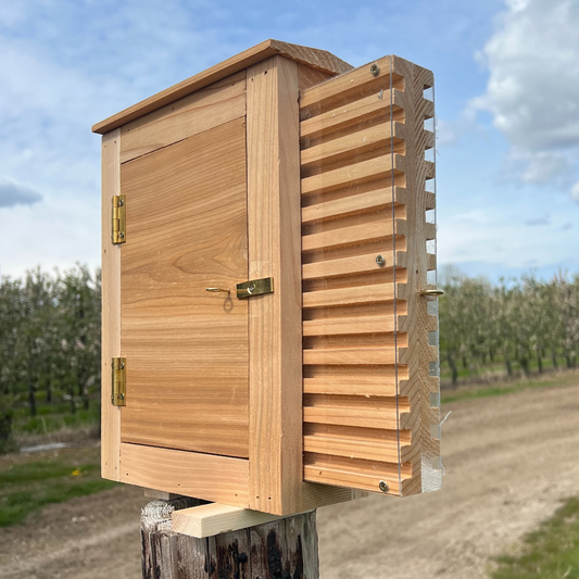 Solitary Bee Observation Box
