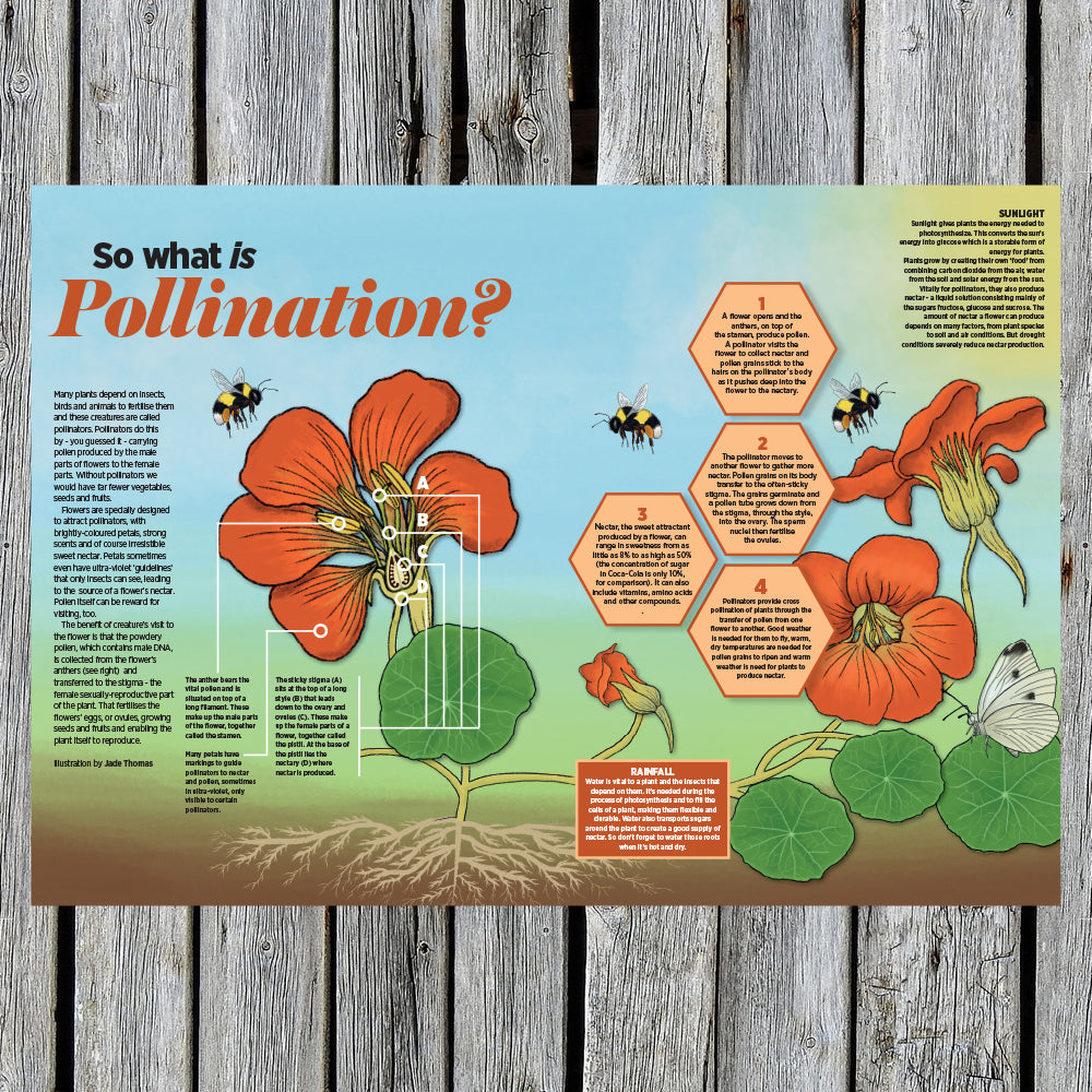 So What Is Pollination? Poster