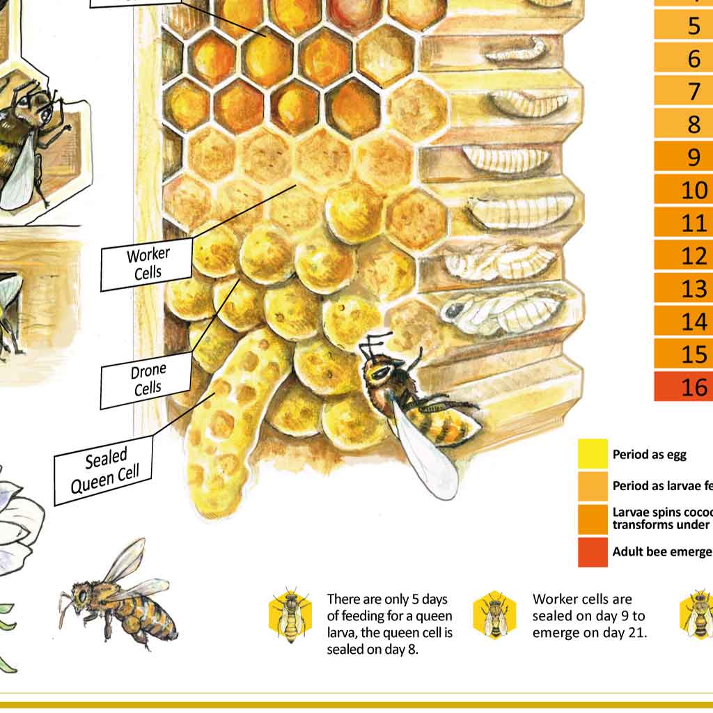 The Life Cycle of the Honeybee Family Poster