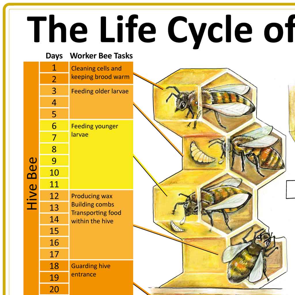 The Life Cycle of the Honeybee Family Poster